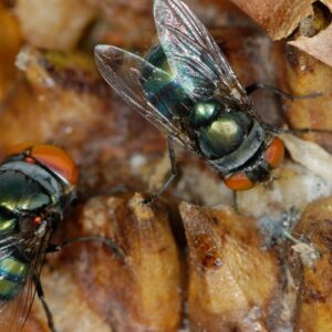 Eliminate 10 Stubborn Drain Flies 3 Eliminate 10 Stubborn Drain Flies